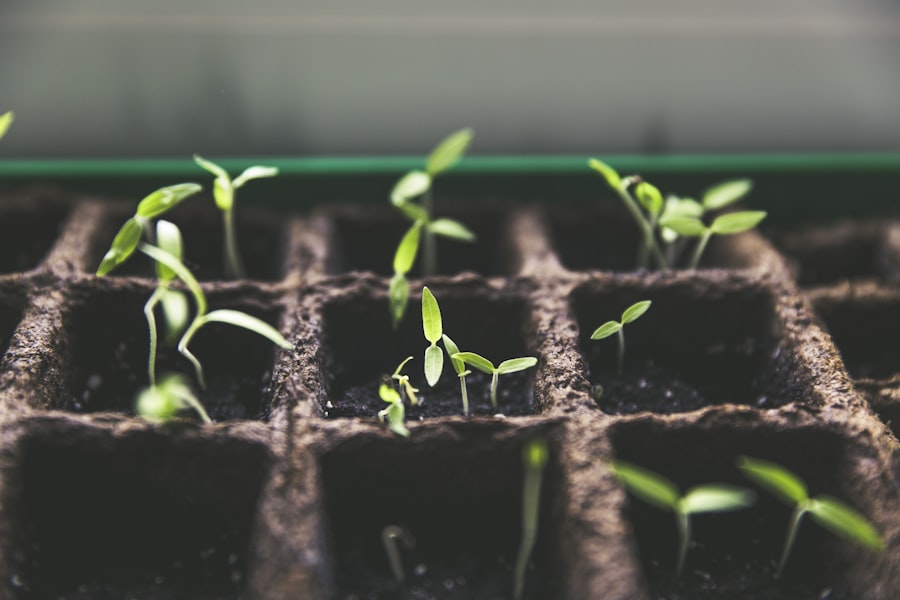 Native seedlings sprouting in planting trays