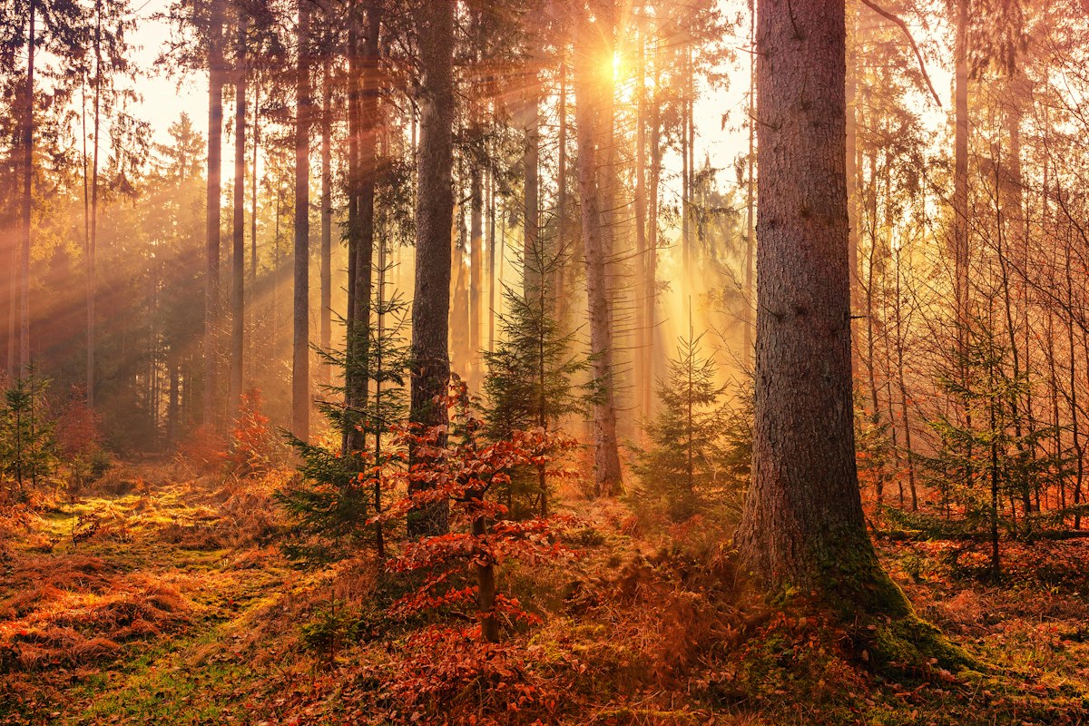 Morning sun coming through a stand of established trees